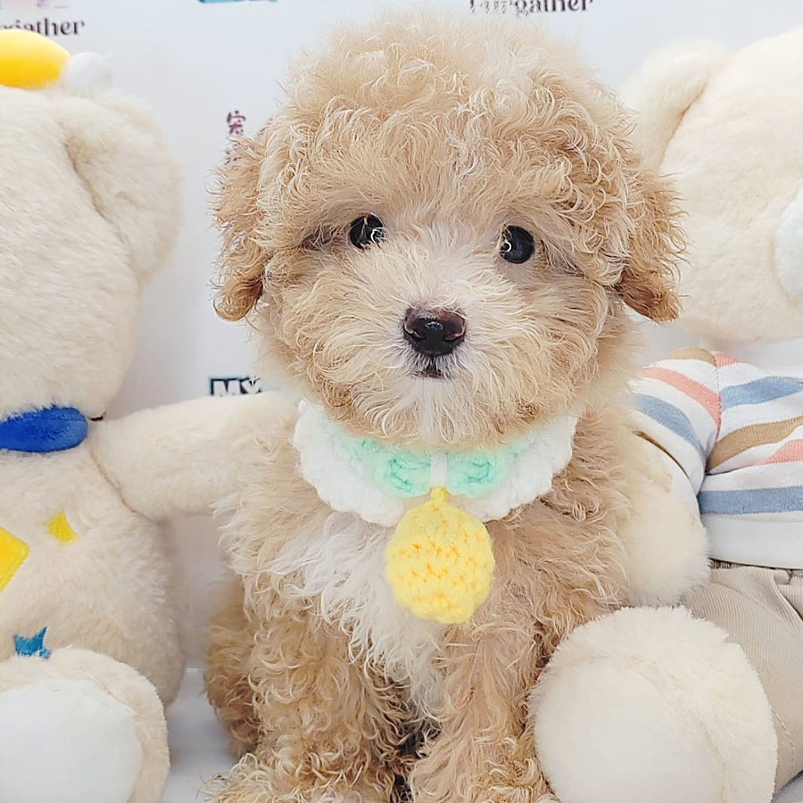 Tiny Poodle Puppy (Male) For Sale