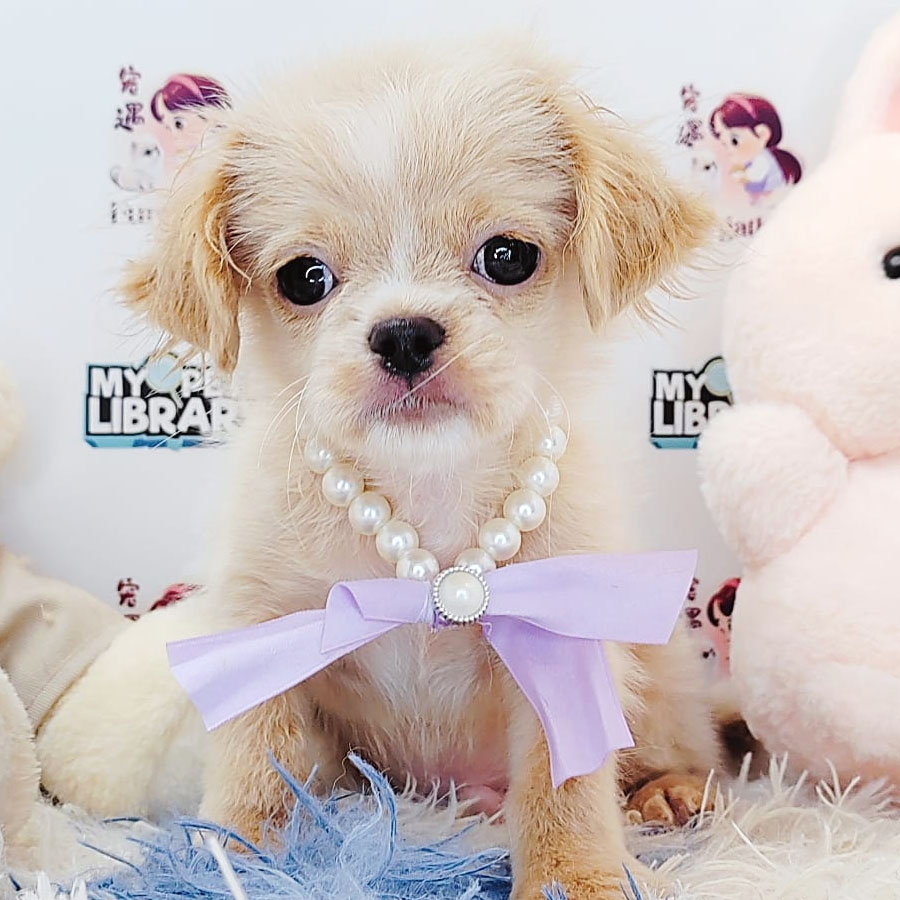 Peekapoo Puppy (Male) For Sale