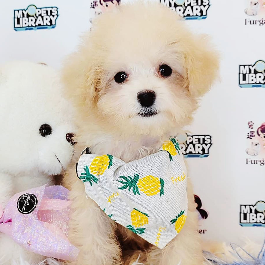 Toy Poodle Puppy (Female) For Sale