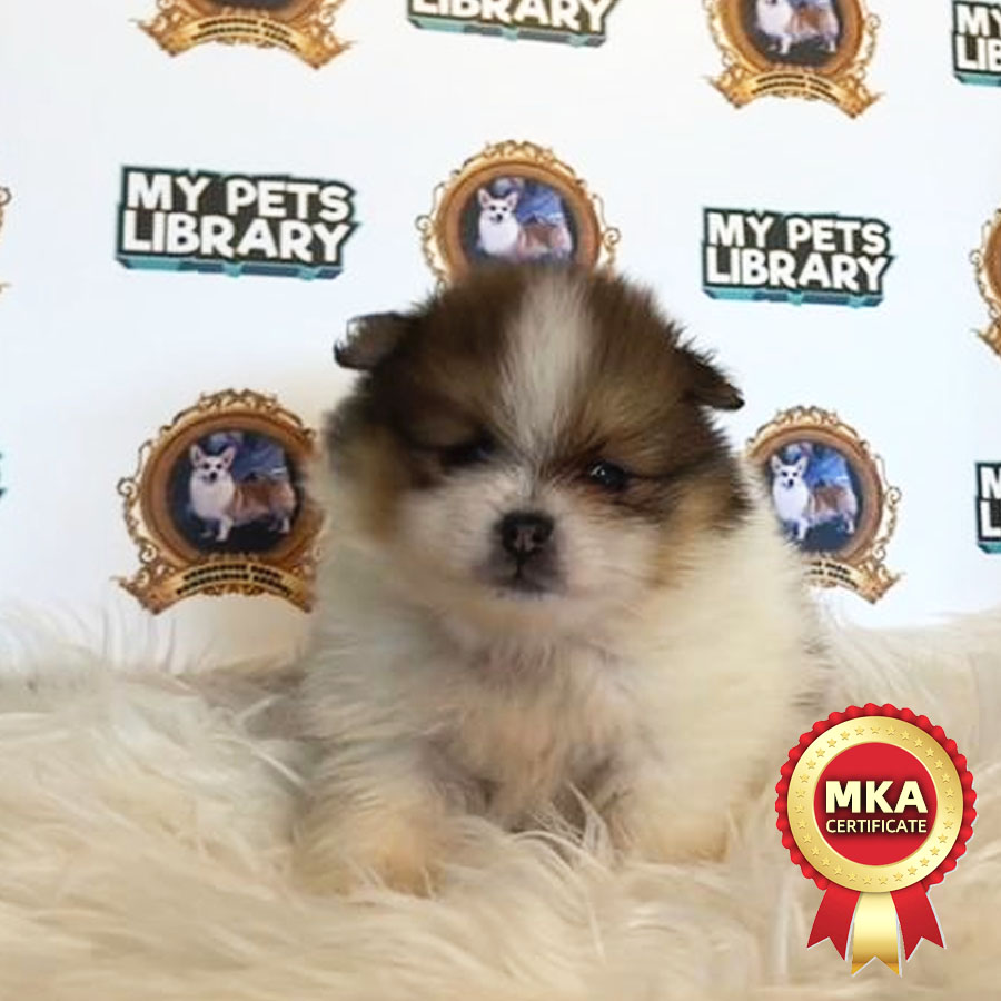 MKA Pomeranian Puppy (Male) For Sale