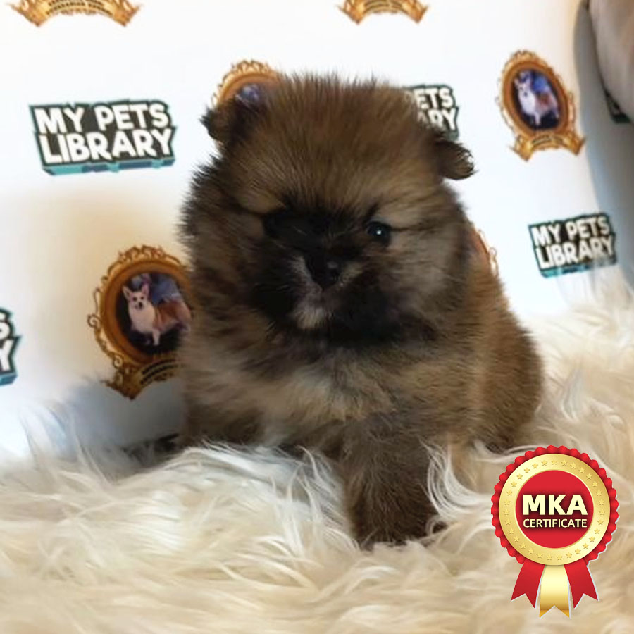 MKA Pomeranian Puppy (Female) For Sale