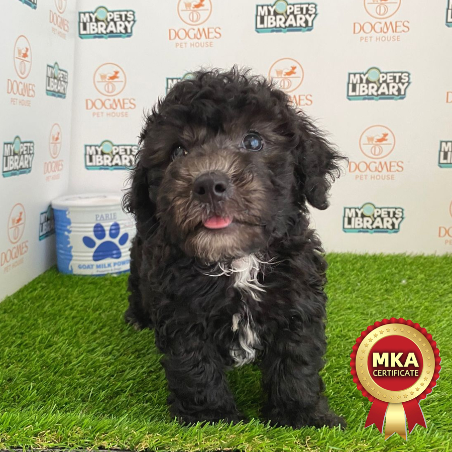 MKA Toy Poodle Puppy (Male) For Sale