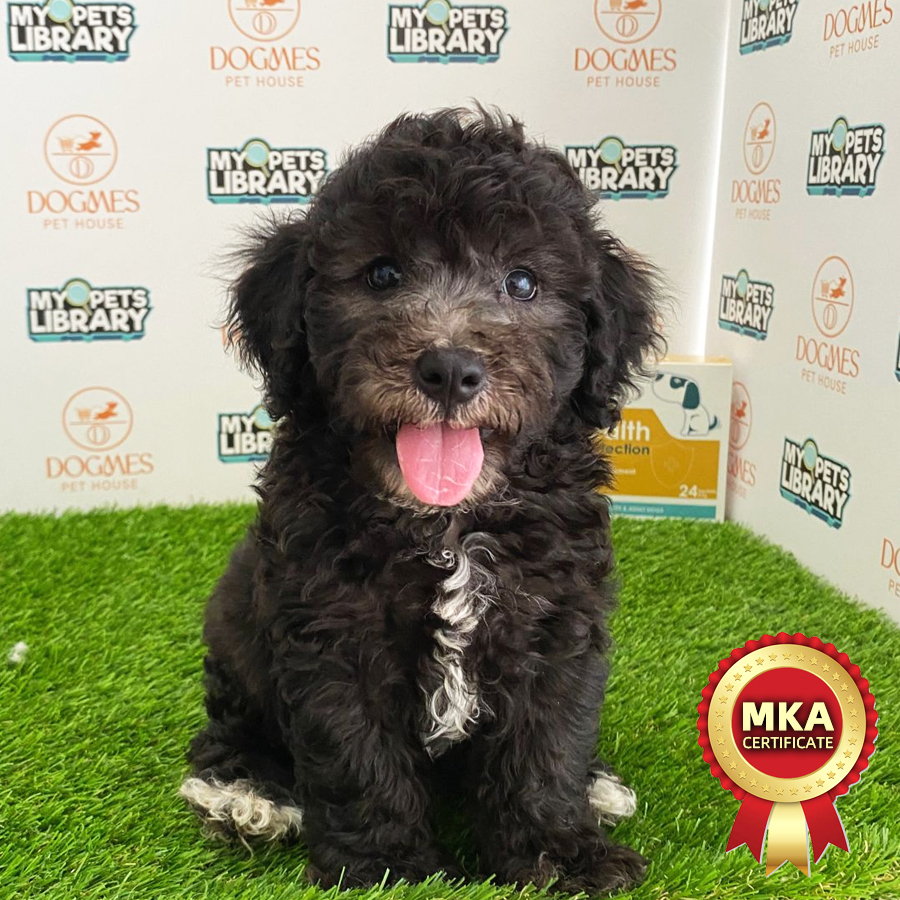 MKA Toy Poodle Puppy (Male) For Sale