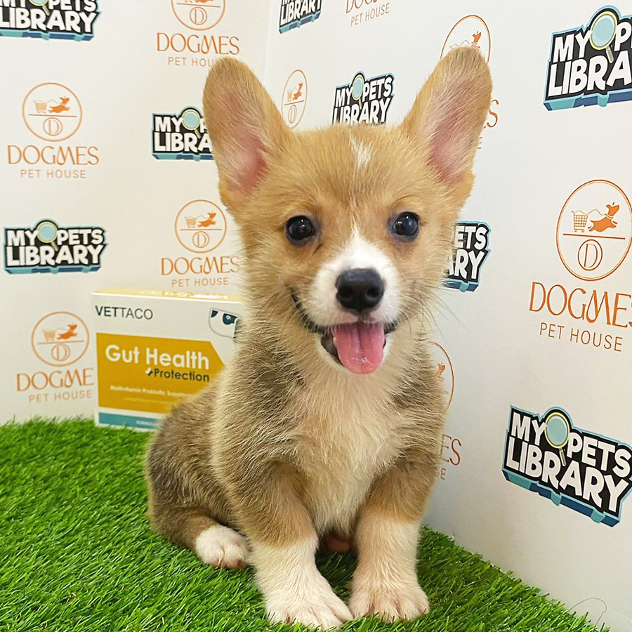Welsh Corgi Puppy (Male) For Sale
