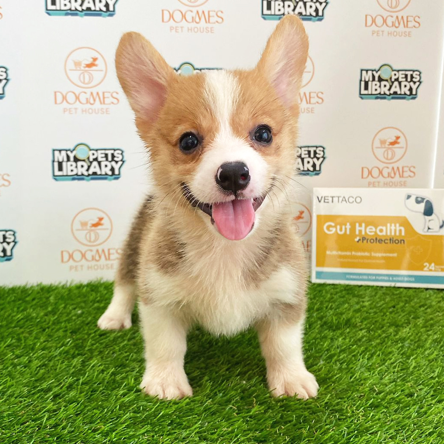Welsh Corgi Puppy (Male) For Sale