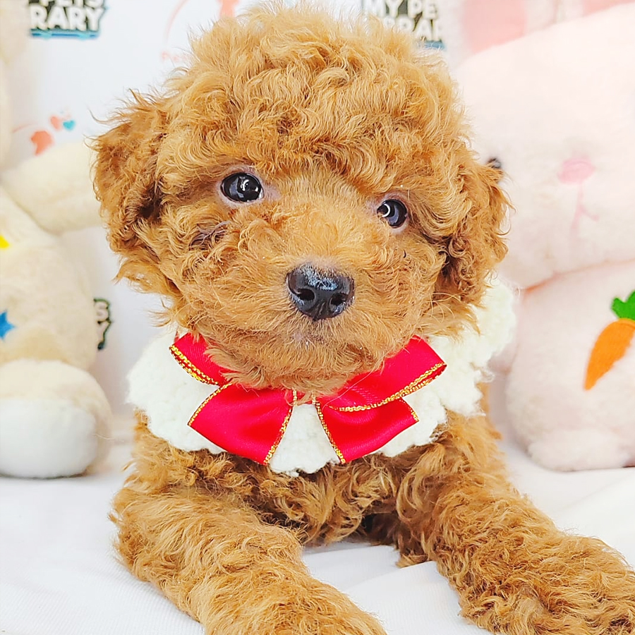 Toy Poodle Puppy (Male) For Sale