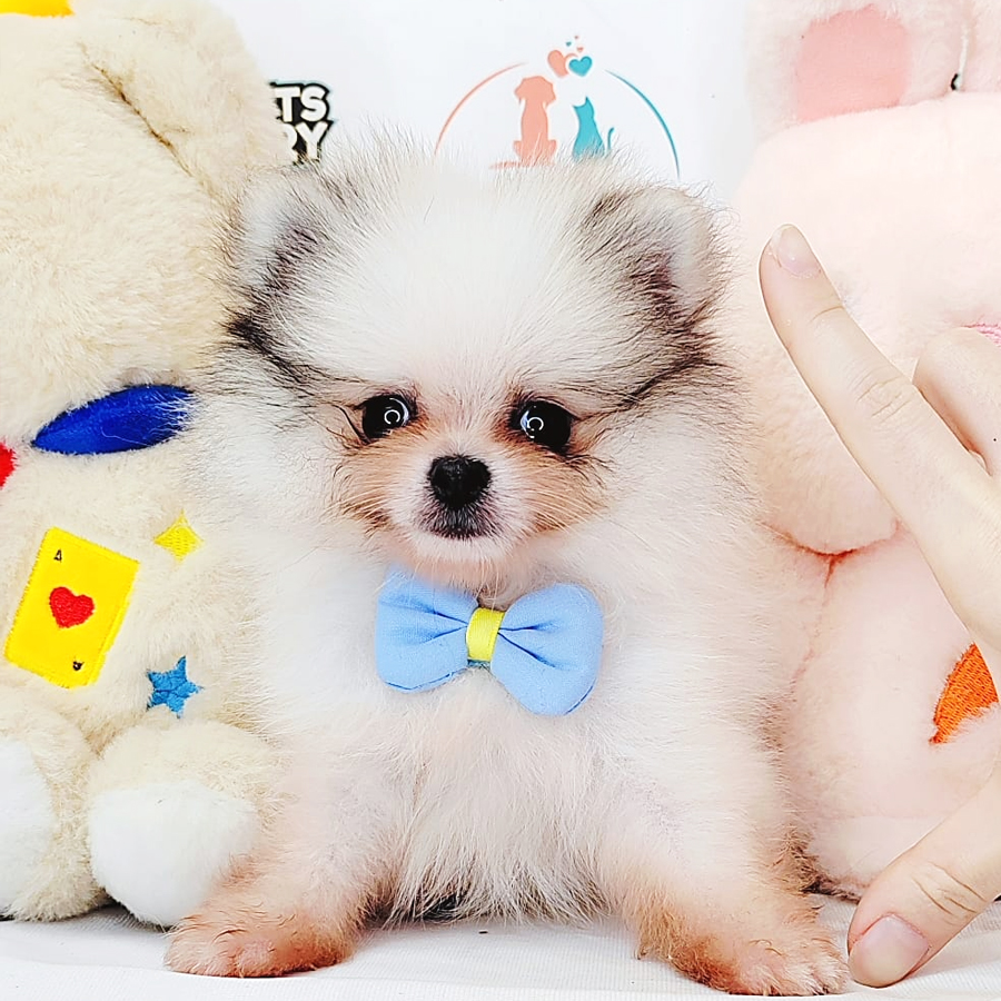Teacup Pomeranian Puppy (Male) For Sale