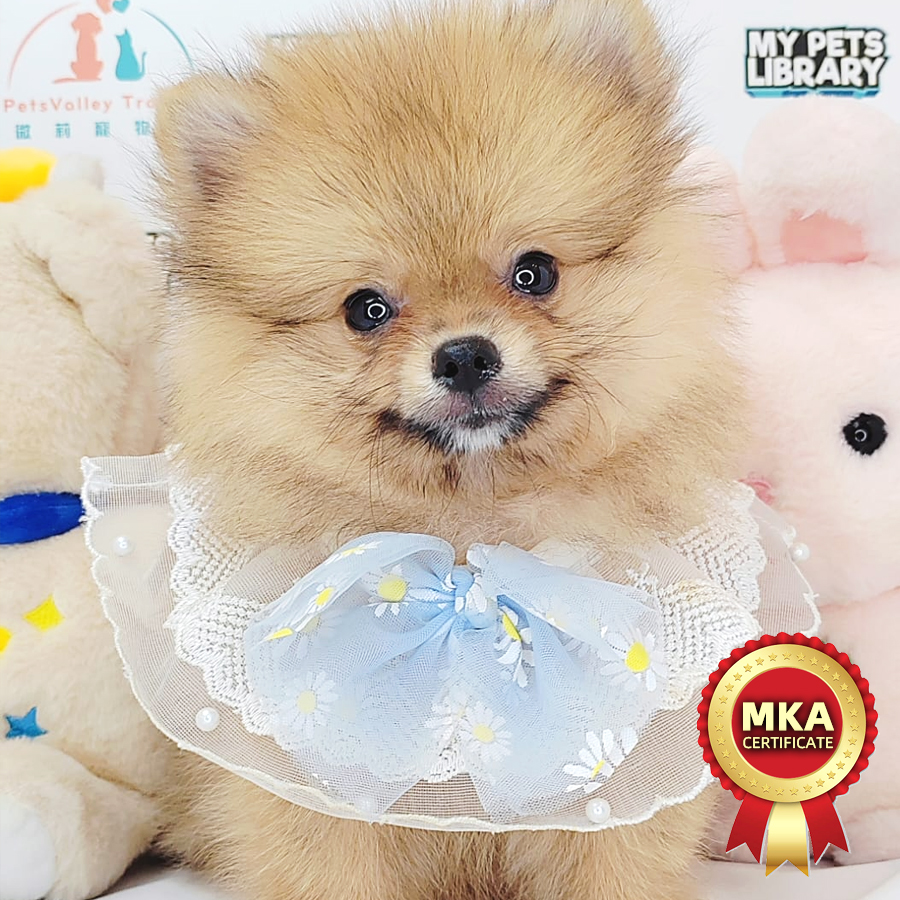 MKA Pomeranian Puppy (Male) For Sale