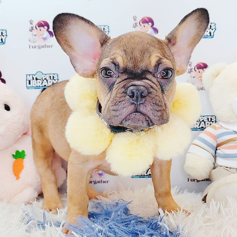 French Bulldog Puppy (Female) For Sale