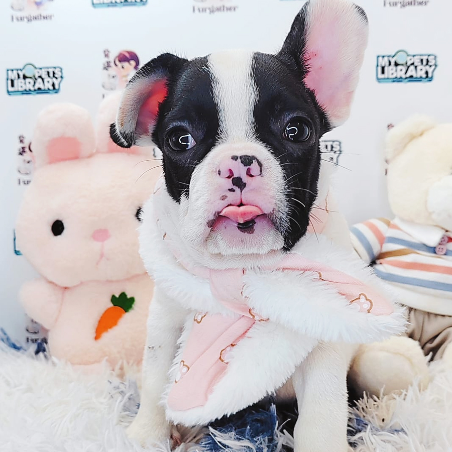 French Bulldog Puppy (Male) For Sale