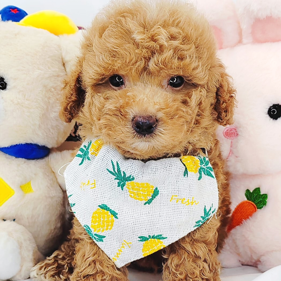Toy Poodle Puppy (Male) For Sale