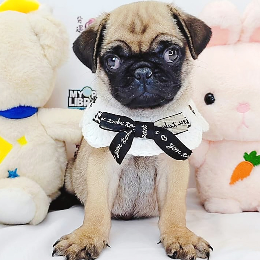 Pug Puppy (Male) For Sale
