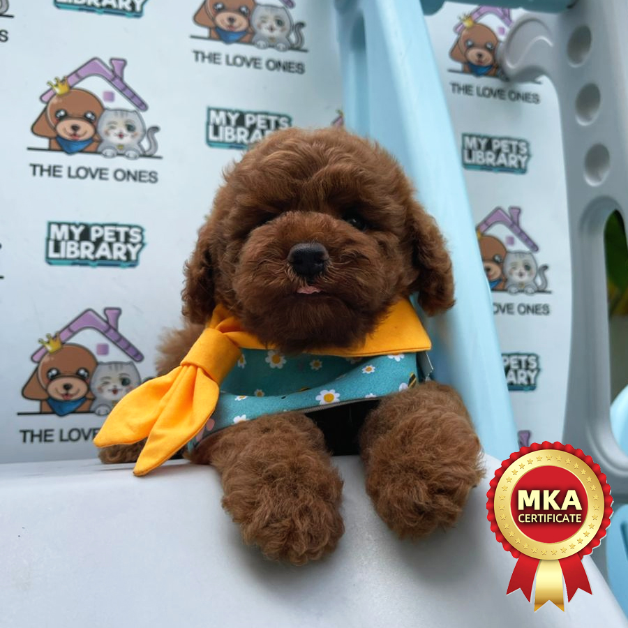 MKA Toy Poodle Puppy (Male) For Sale