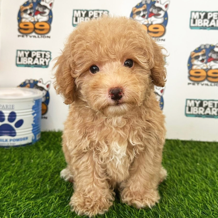 Toy Poodle Puppy (Male) For Sale