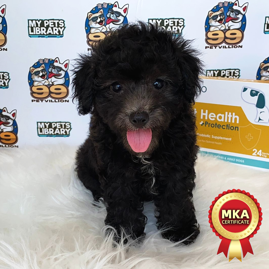 MKA Toy Poodle Puppy (Female) For Sale