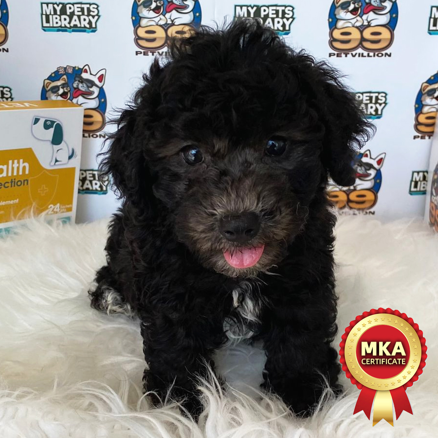 MKA Toy Poodle Puppy (Male) For Sale