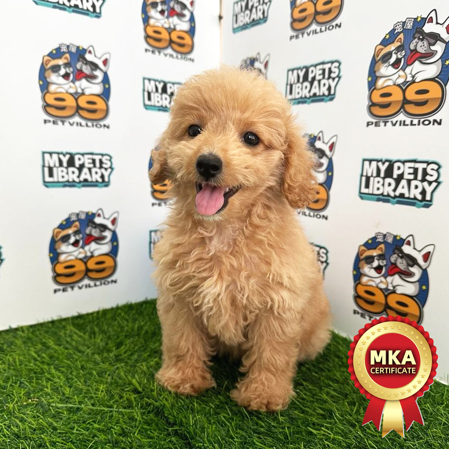 MKA Toy Poodle Puppy (Female) For Sale