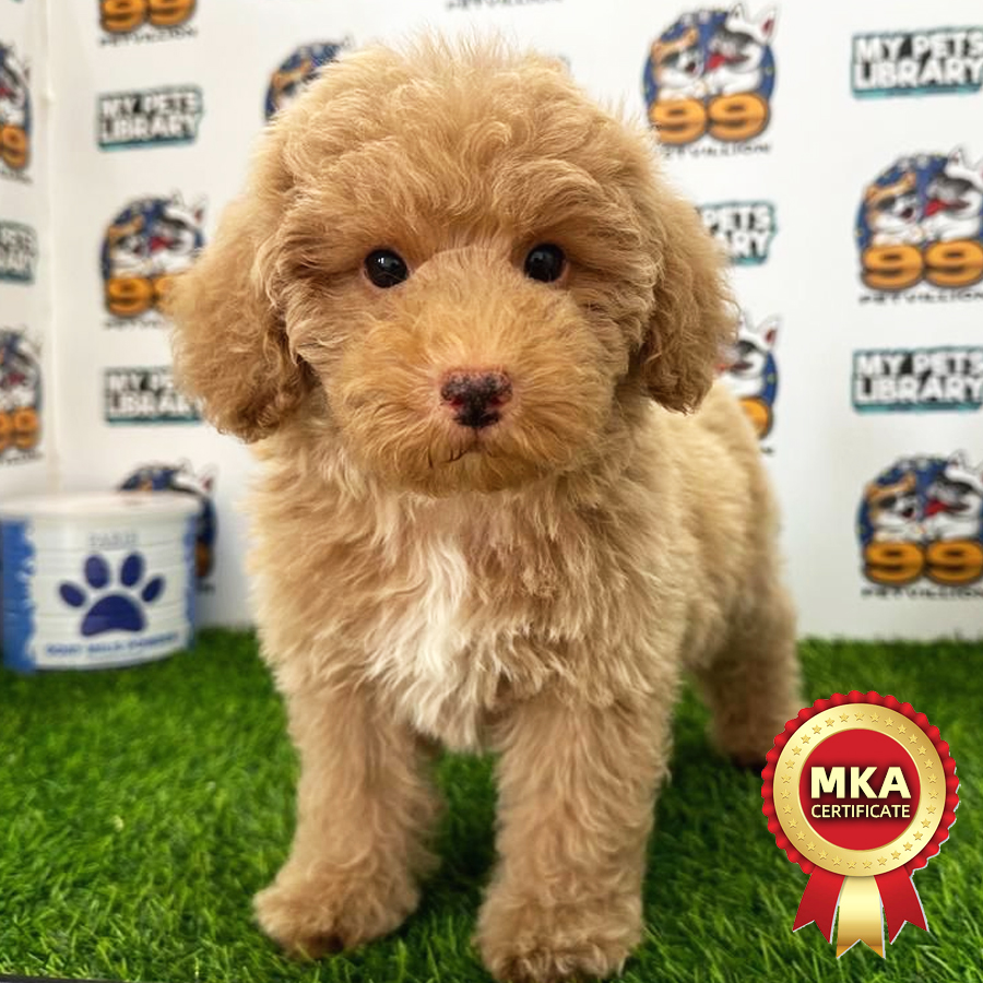 MKA Toy Poodle Puppy (Male) For Sale