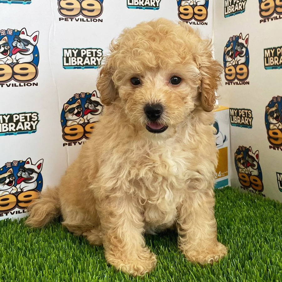 Toy Poodle Puppy (Male) For Sale
