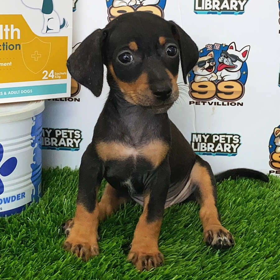 Miniature Dachshund Puppy (Male) For Sale