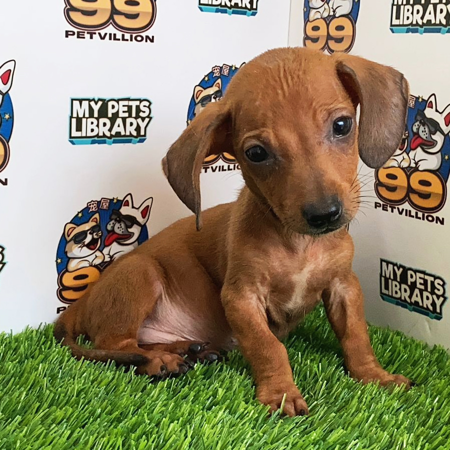 Miniature Dachshund Puppy (Male) For Sale