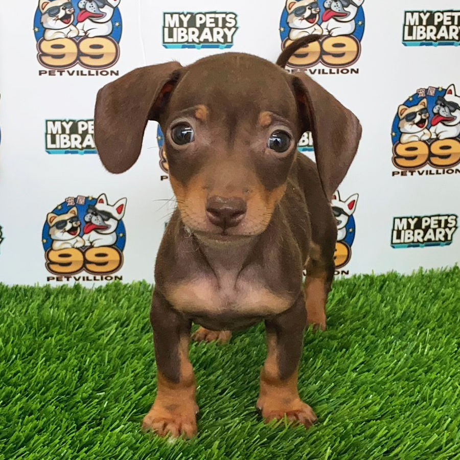 Miniature Dachshund Puppy (Male) For Sale