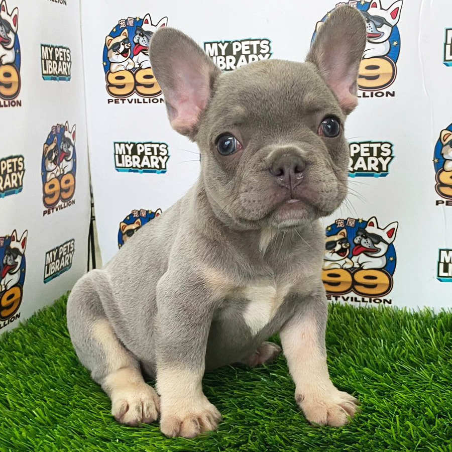 French Bulldog Puppy (Female) For Sale