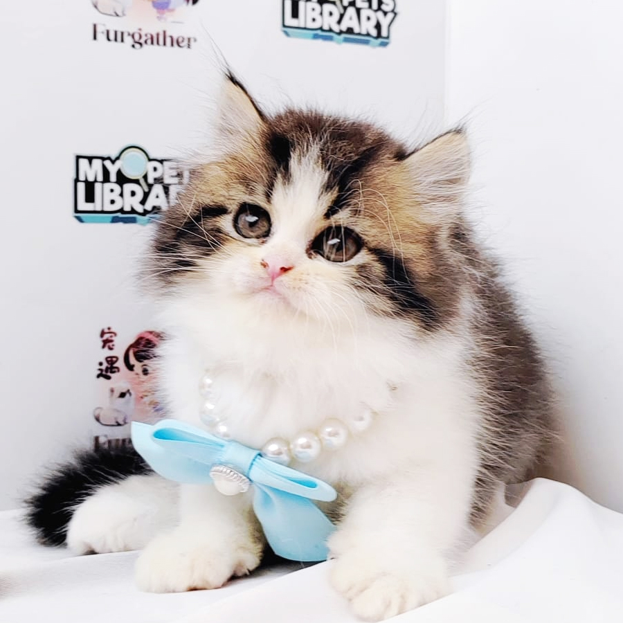 Minuet Napoleon Kitten (Male) For Sale