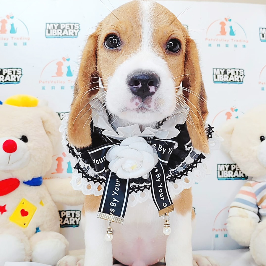 Beagle Puppy (Male) For Sale