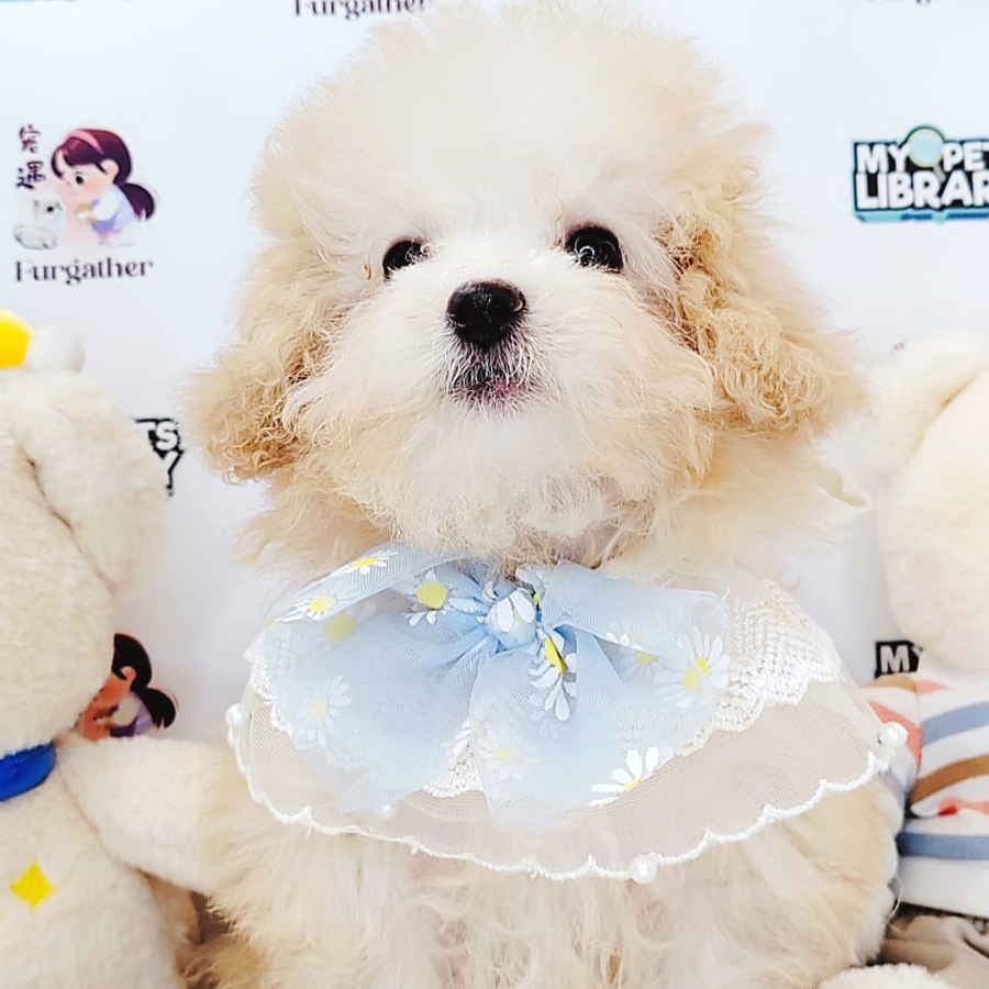 Maltipoo Puppy (Female) For Sale