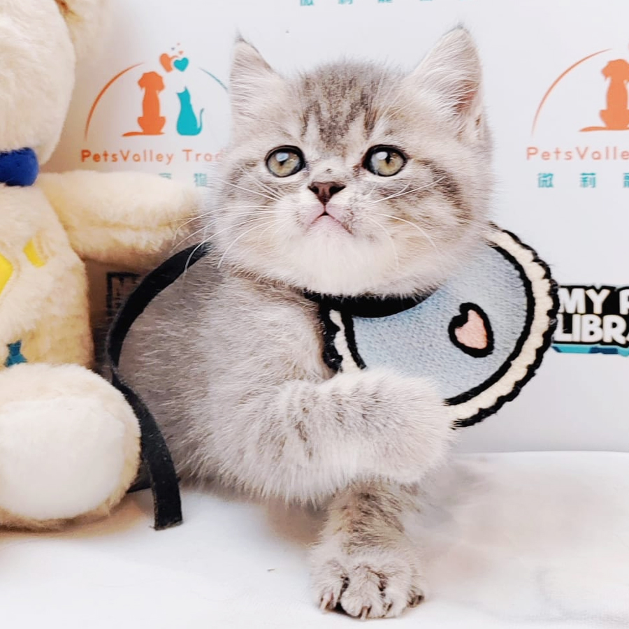 Munchkin British Shorthair Kitten (Male) For Sale