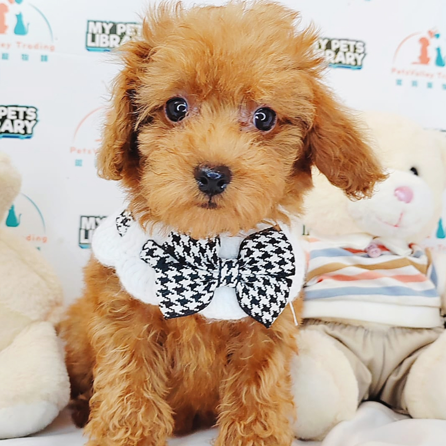 Toy Poodle Puppy (Female) For Sale