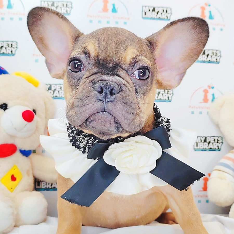 French Bulldog Puppy (Female) For Sale