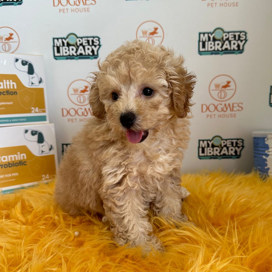 Toy Poodle Puppy (Male) For Sale