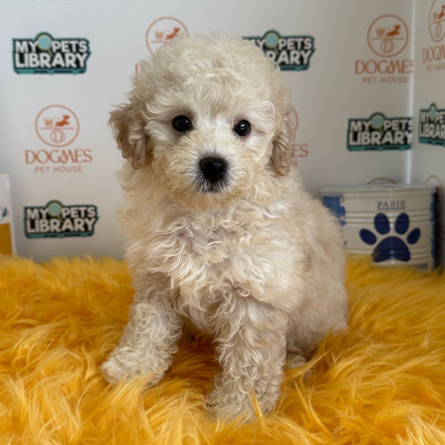 Toy Poodle Puppy (Male) For Sale