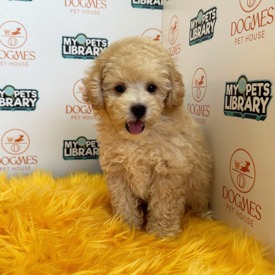 Toy Poodle Puppy (Male) For Sale