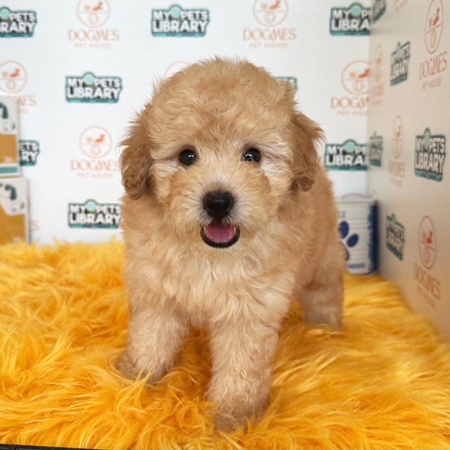 Toy Poodle Puppy (Female) For Sale