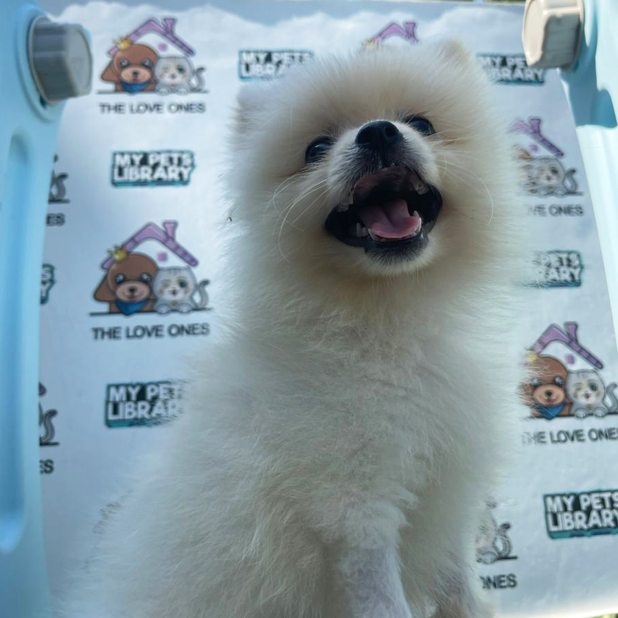 Tiny Pomeranian Puppy (Female) For Sale