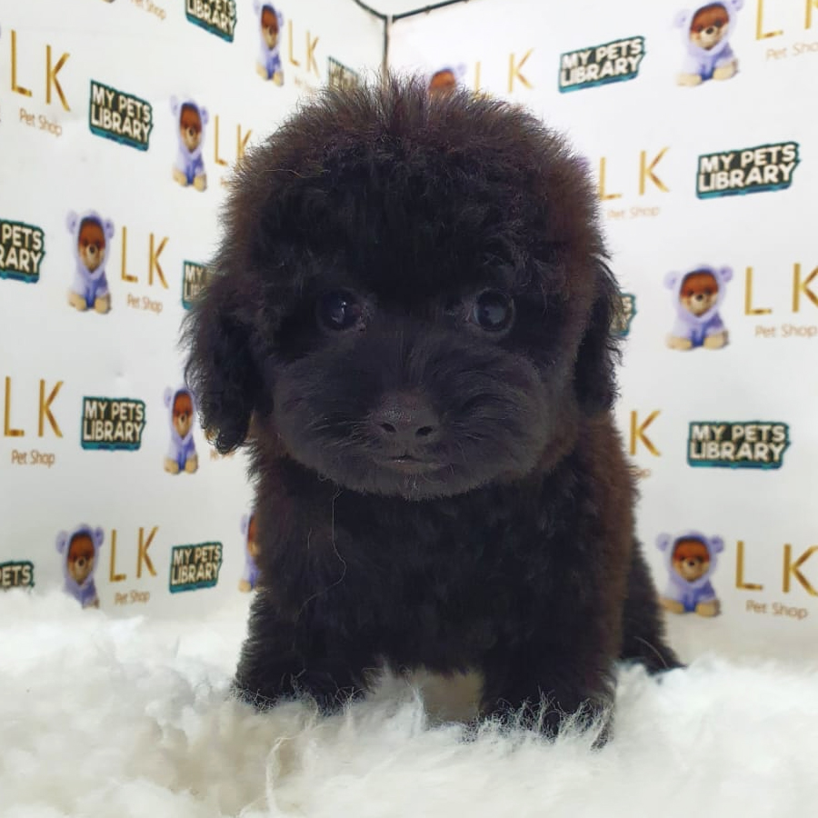 Toy Poodle Puppy (Female) For Sale