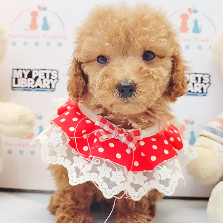 Toy Poodle Puppy (Female) For Sale