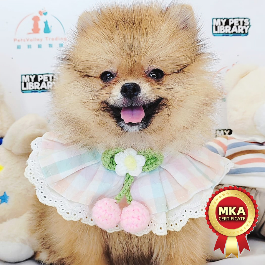 MKA Pomeranian Puppy (Male) For Sale
