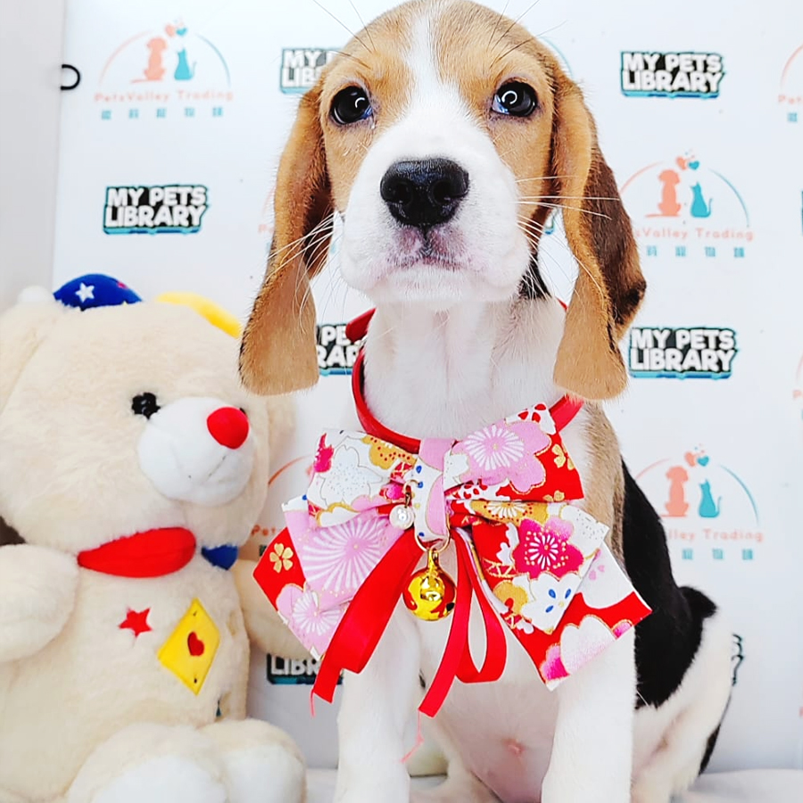 Beagle Puppy (Female) For Sale