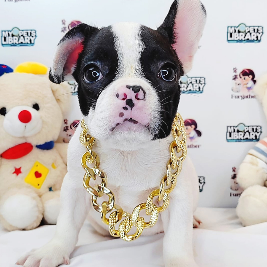 French Bulldog Puppy (Male) For Sale