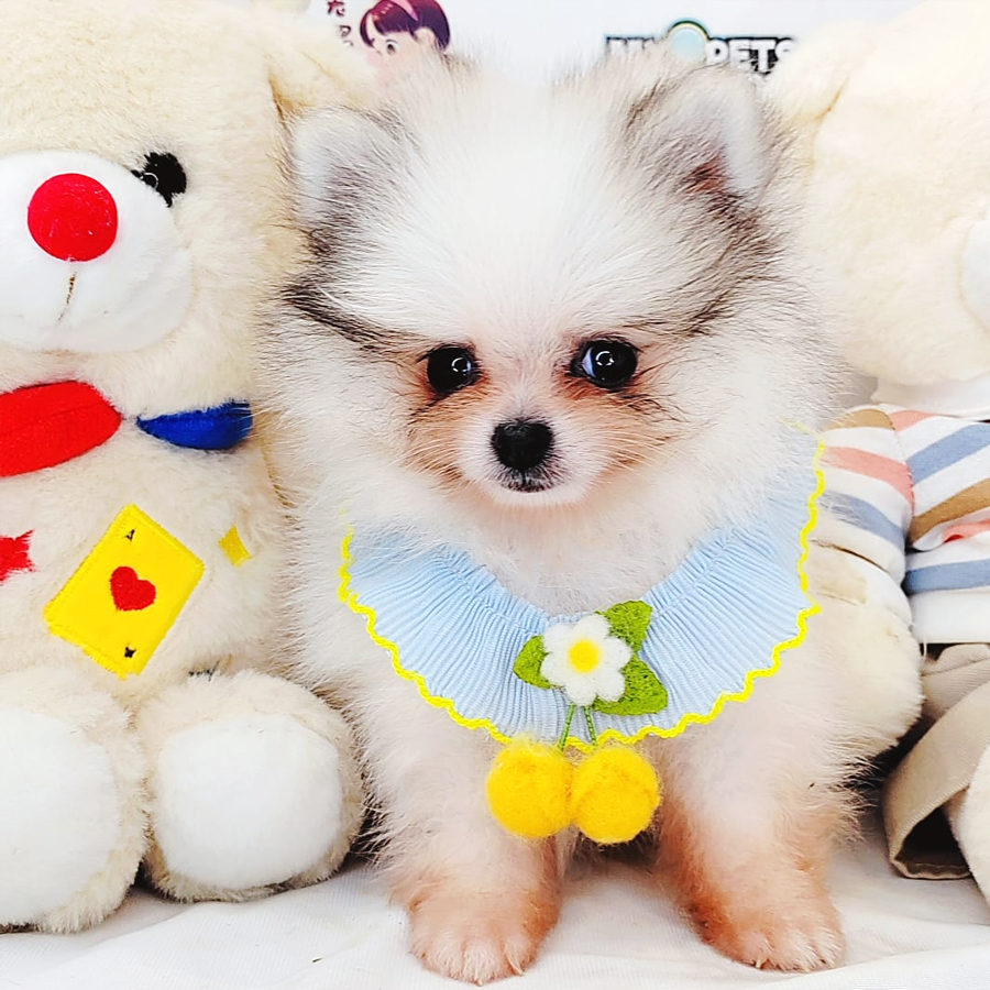 Teacup Pomeranian Puppy (Male) For Sale