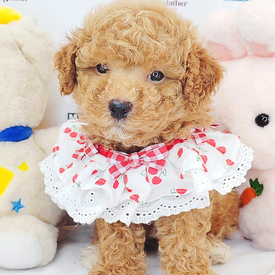 Toy Poodle Puppy (Male) For Sale