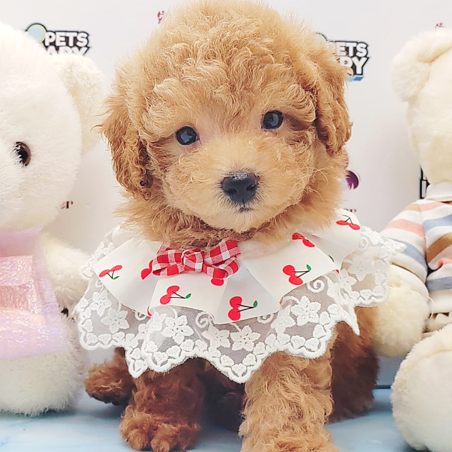 Toy Poodle Puppy (Female) For Sale