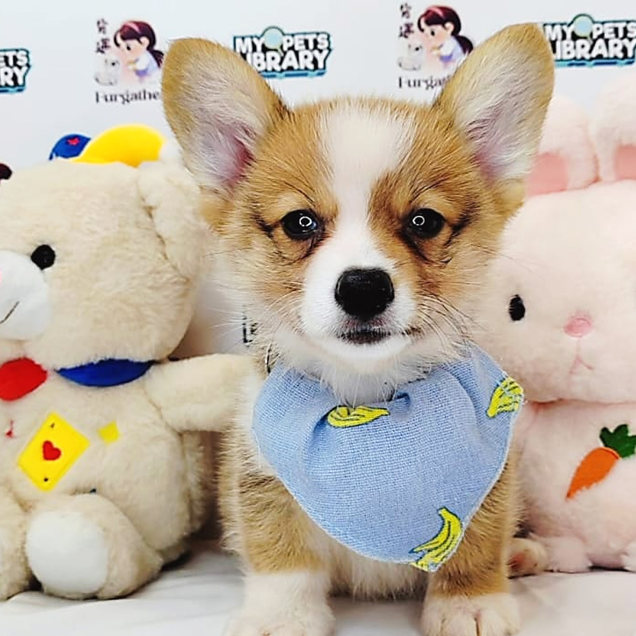 Welsh Corgi Puppy (Male) For Sale