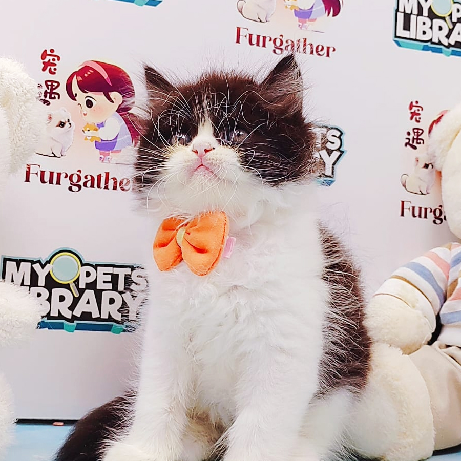 Minuet Napoleon Kitten (Male) For Sale