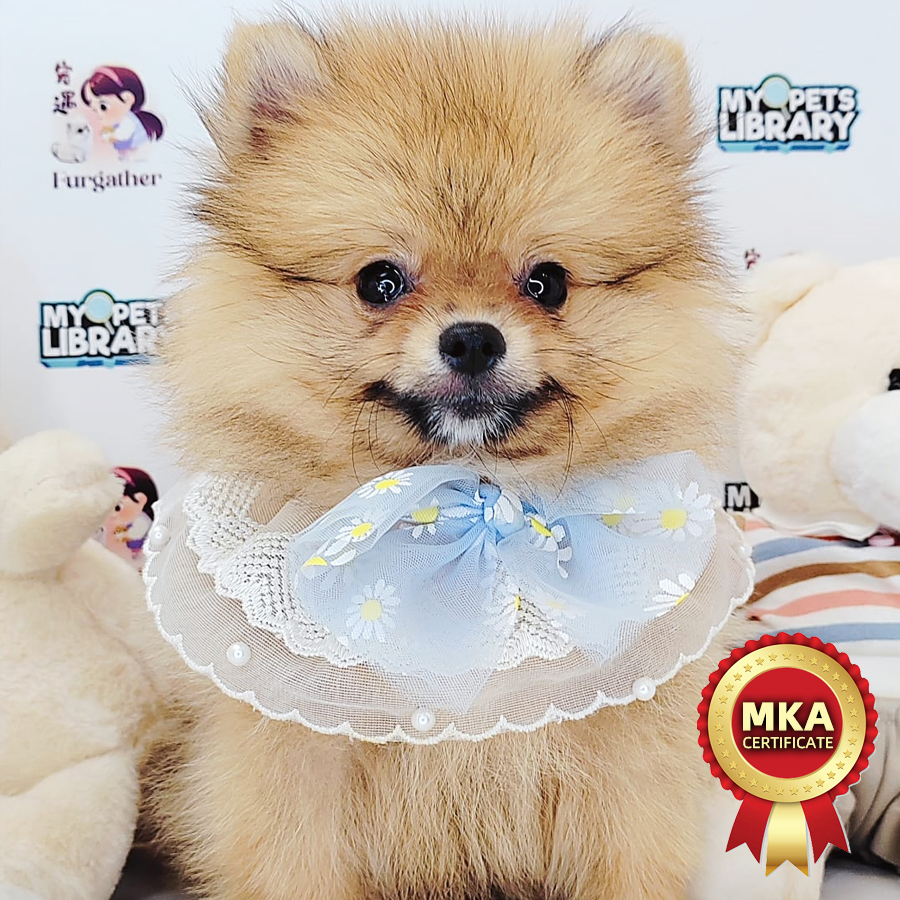 MKA Pomeranian Puppy (Male) For Sale