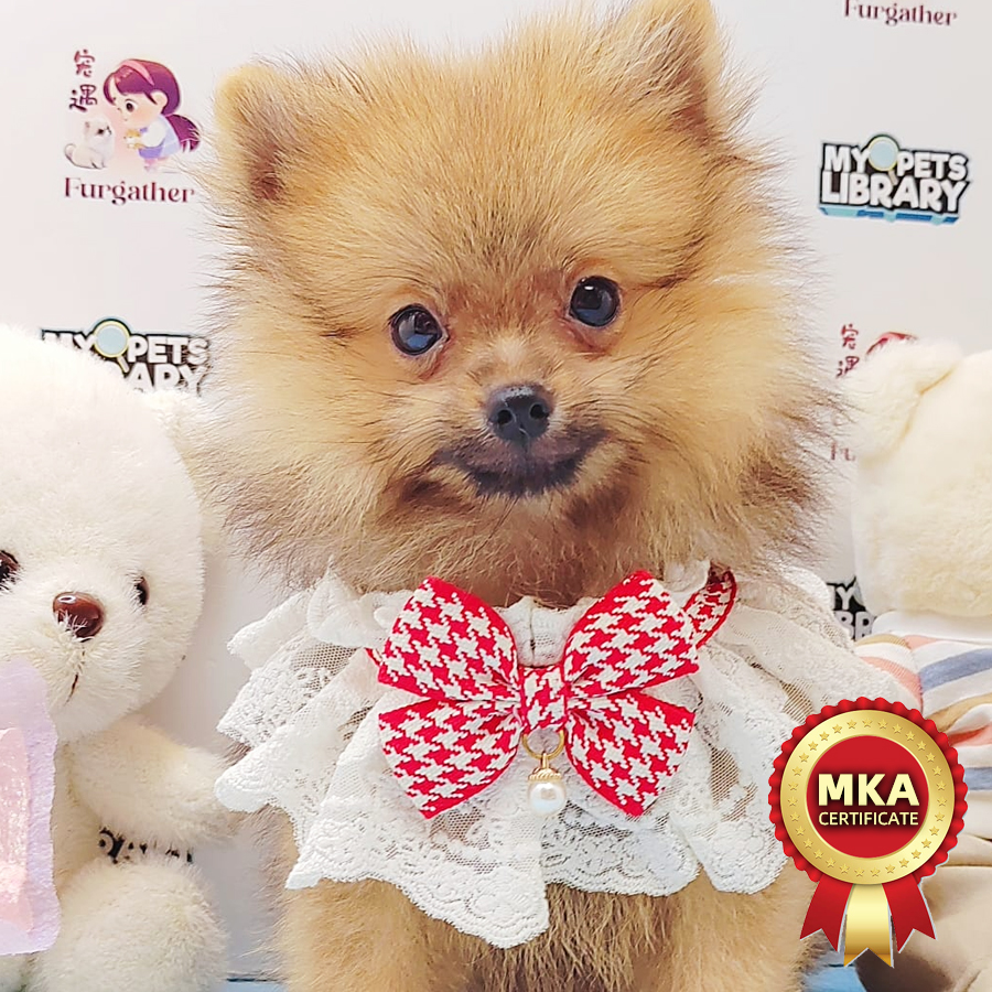 MKA Pomeranian Puppy (Male) For Sale